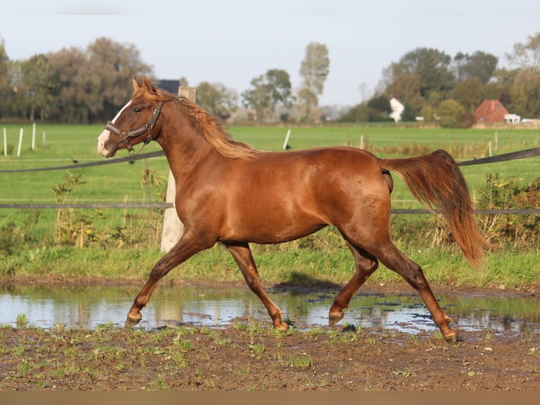 PRE Mix Stute 3 Jahre 160 cm Fuchs in Wremen