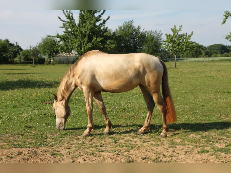 PRE Mix Stute 3 Jahre 160 cm Pearl in Balingen