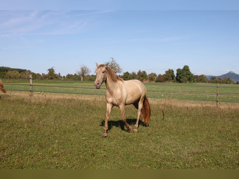 PRE Mix Stute 3 Jahre 160 cm Pearl in Balingen