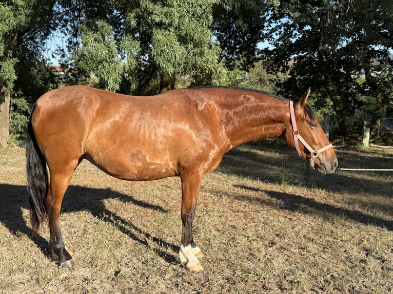 PRE Stute 3 Jahre 160 cm Rotbrauner in Ourense
