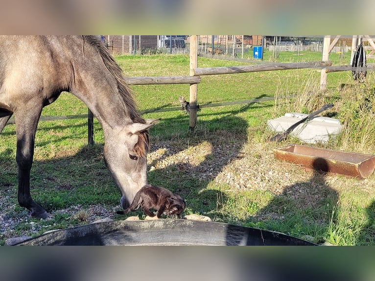 PRE Mix Stute 3 Jahre 160 cm Schimmel in Hohen Pritz