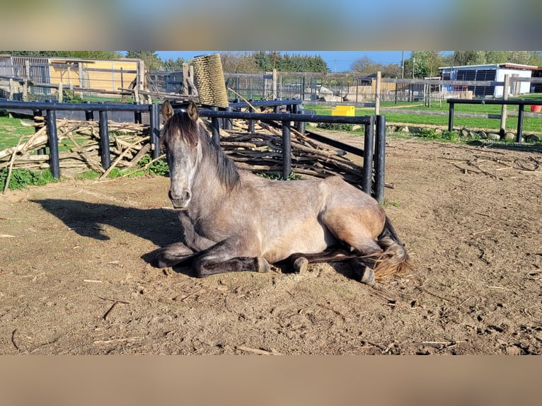 PRE Mix Stute 3 Jahre 160 cm Schimmel in Hohen Pritz