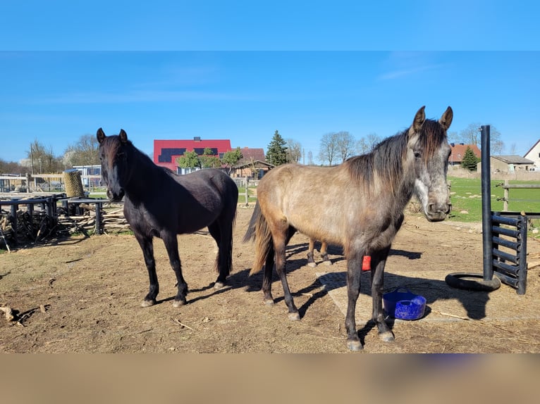 PRE Mix Stute 3 Jahre 160 cm Schimmel in Hohen Pritz