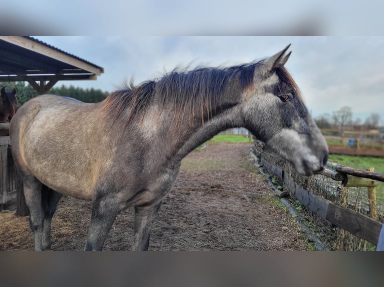 PRE Mix Stute 3 Jahre 160 cm Schimmel in Hohen Pritz