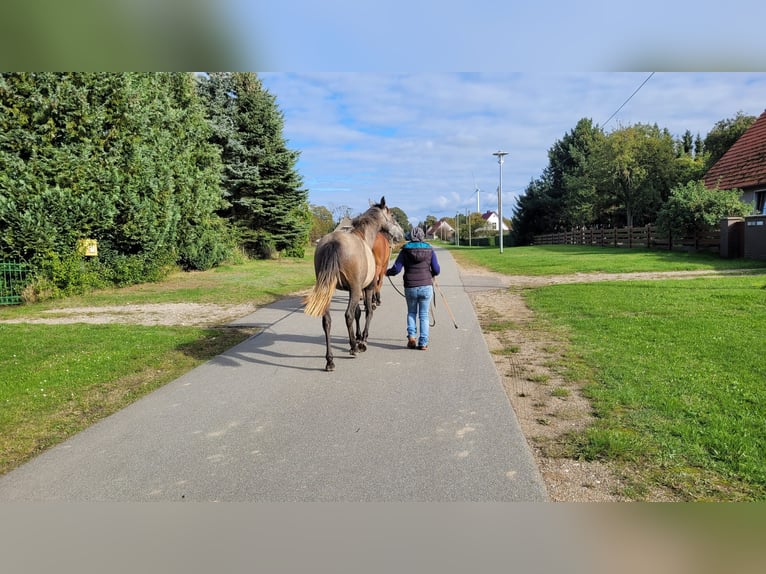 PRE Mix Stute 3 Jahre 160 cm Schimmel in Hohen Pritz