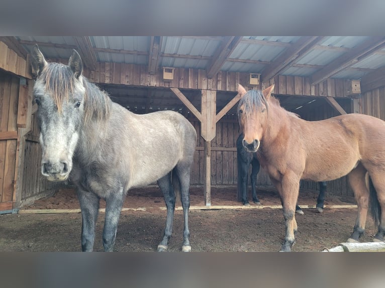PRE Mix Stute 3 Jahre 160 cm Schimmel in Hohen Pritz