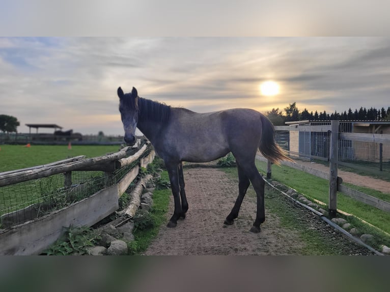 PRE Mix Stute 3 Jahre 160 cm Schimmel in Hohen Pritz