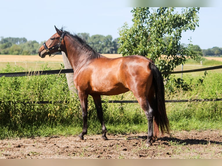 PRE Stute 3 Jahre 161 cm Brauner in Wremen