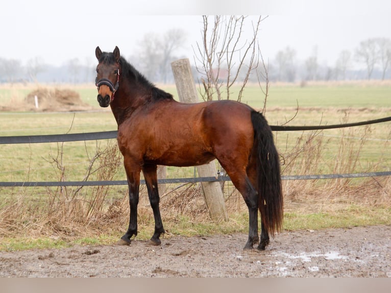 PRE Mix Stute 3 Jahre 161 cm Brauner in Wremen