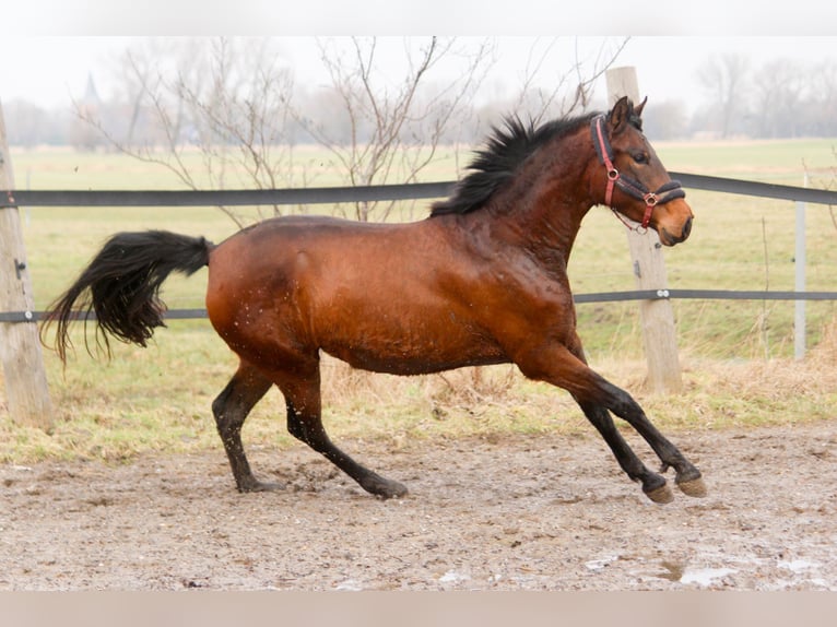 PRE Mix Stute 3 Jahre 161 cm Brauner in Wremen