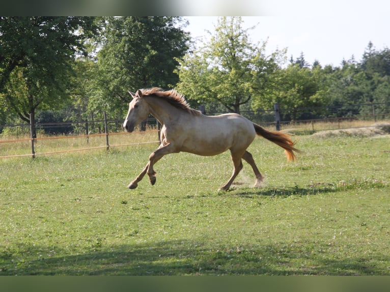 PRE Mix Stute 3 Jahre 161 cm Pearl in Balingen