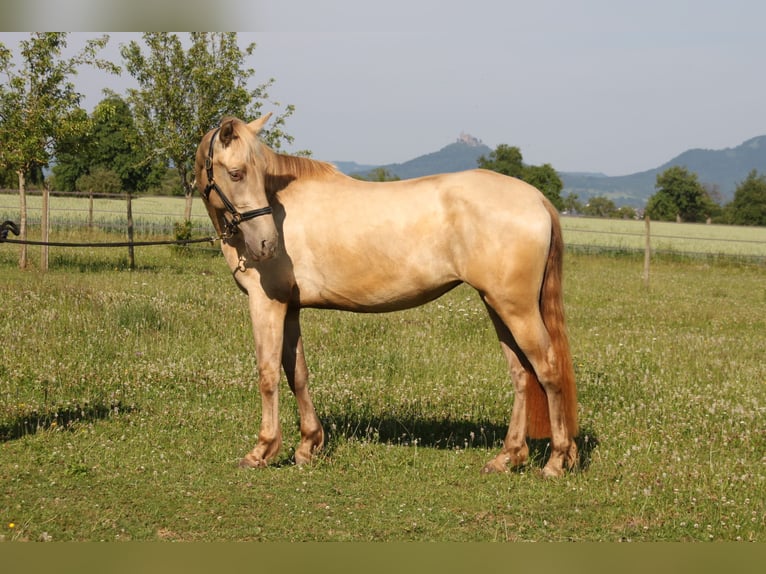 PRE Mix Stute 3 Jahre 161 cm Pearl in Balingen