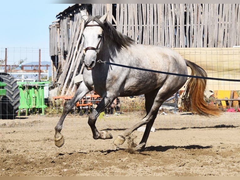 PRE Stute 3 Jahre 161 cm Schimmel in Provinz Granada