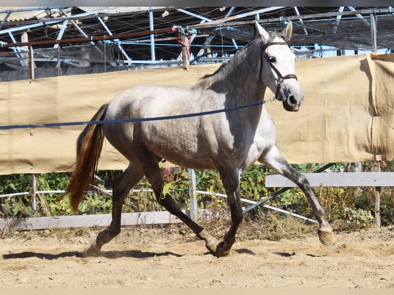PRE Stute 3 Jahre 161 cm Schimmel in Provinz Granada