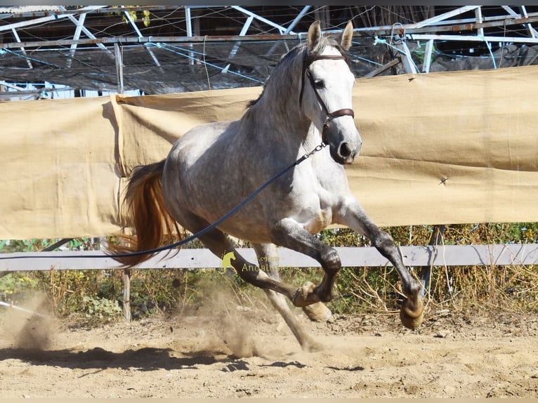 PRE Stute 3 Jahre 161 cm Schimmel in Provinz Granada