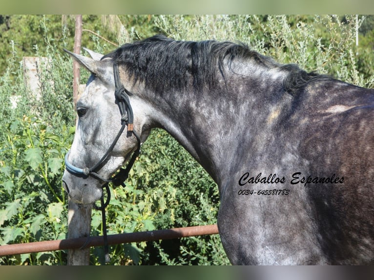 PRE Stute 3 Jahre 162 cm Apfelschimmel in Vejer de la Frontera