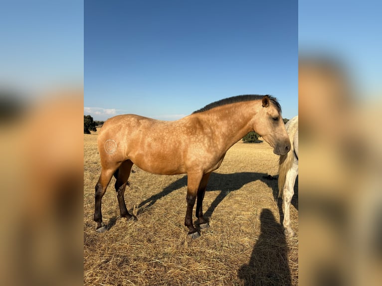 PRE Mix Stute 3 Jahre 162 cm Buckskin in Galaroza (Huelva)