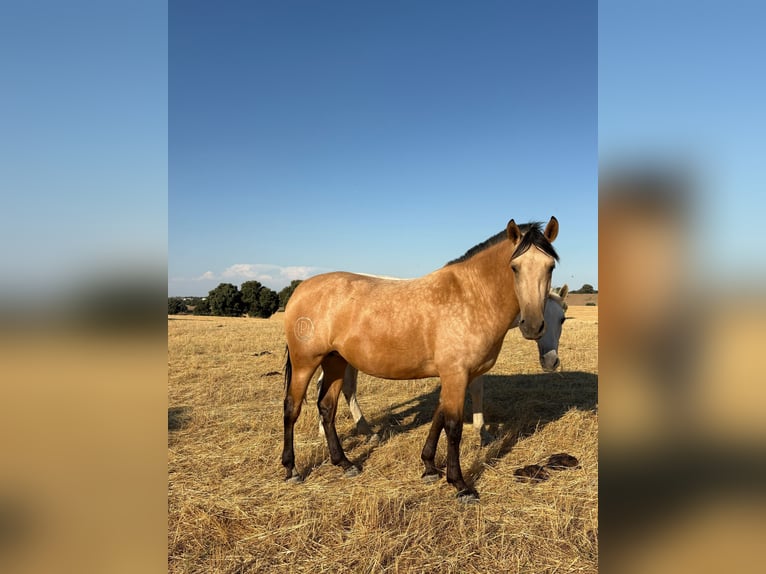 PRE Mix Stute 3 Jahre 162 cm Buckskin in Galaroza (Huelva)