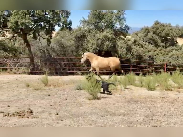 PRE Mix Stute 3 Jahre 162 cm Buckskin in Galaroza (Huelva)