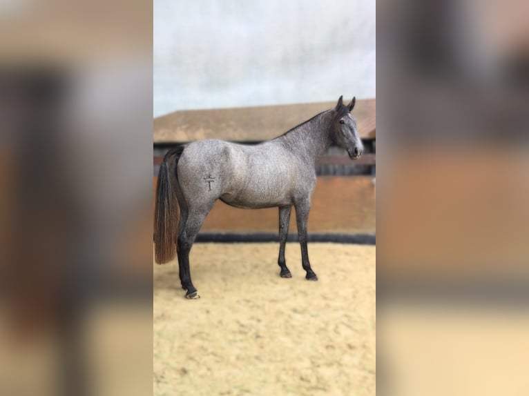 PRE Mix Stute 3 Jahre 162 cm Schimmel in CAUMONT