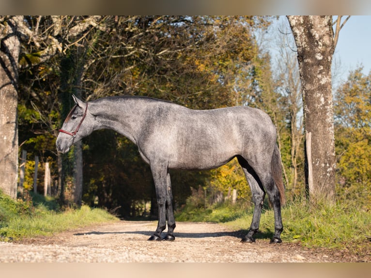 PRE Mix Stute 3 Jahre 162 cm Schimmel in CAUMONT