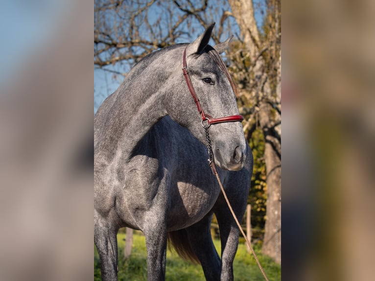 PRE Mix Stute 3 Jahre 162 cm Schimmel in CAUMONT