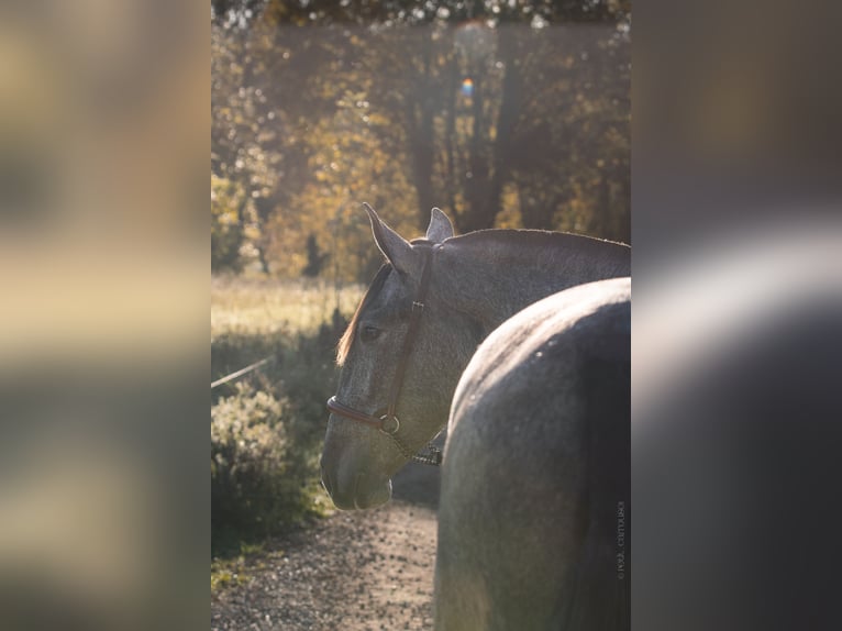PRE Mix Stute 3 Jahre 162 cm Schimmel in CAUMONT
