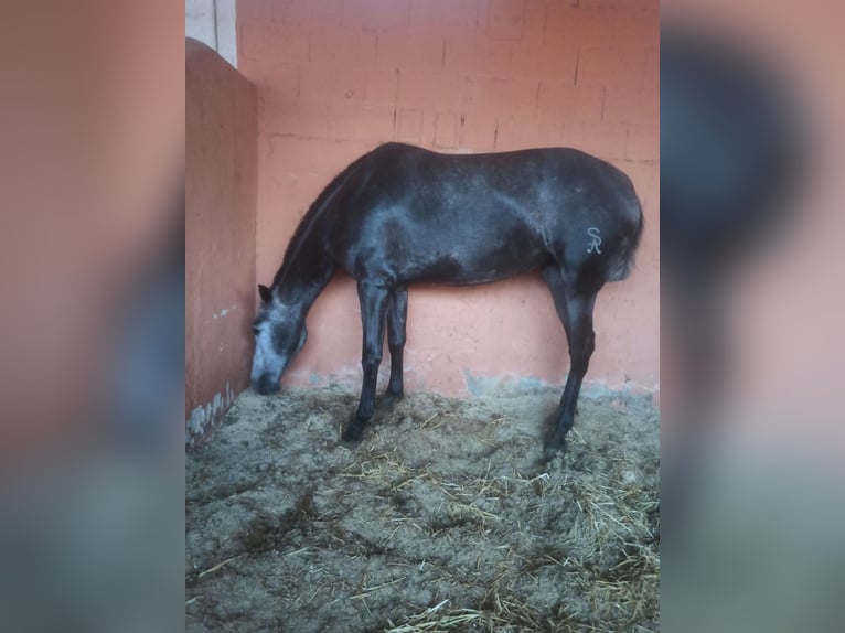PRE Stute 3 Jahre 163 cm Apfelschimmel in Pedralba
