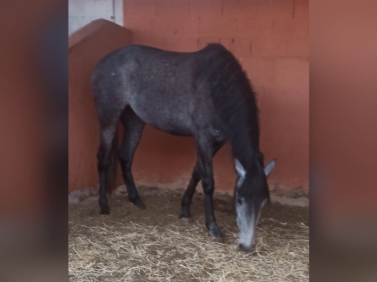 PRE Stute 3 Jahre 163 cm Apfelschimmel in Pedralba