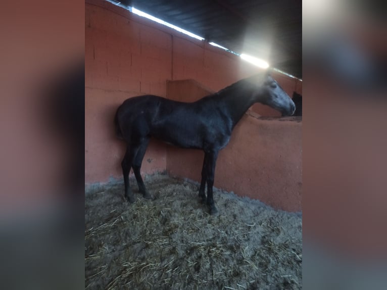 PRE Stute 3 Jahre 163 cm Apfelschimmel in Pedralba