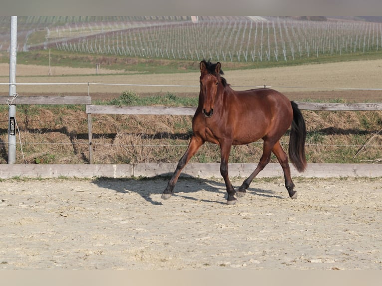 PRE Mix Stute 3 Jahre 163 cm Brauner in Sulzheim