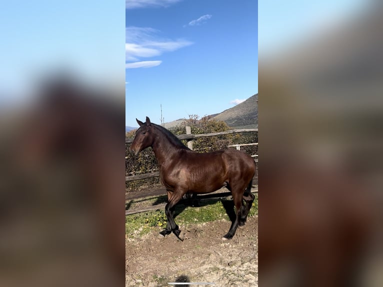 PRE Mix Stute 3 Jahre 163 cm Brauner in Scandrglia