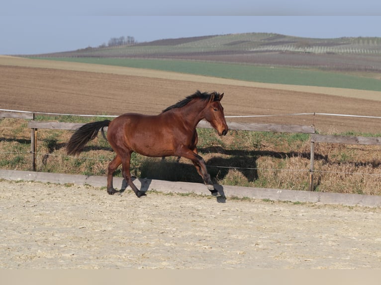 PRE Mix Stute 3 Jahre 163 cm Brauner in Sulzheim