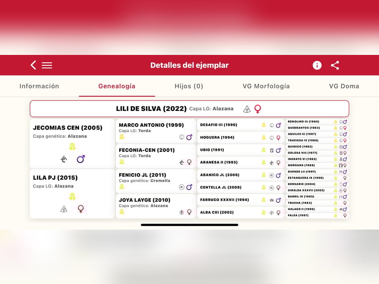 PRE Stute 3 Jahre 163 cm Fuchs in La AlgabaLa Algaba