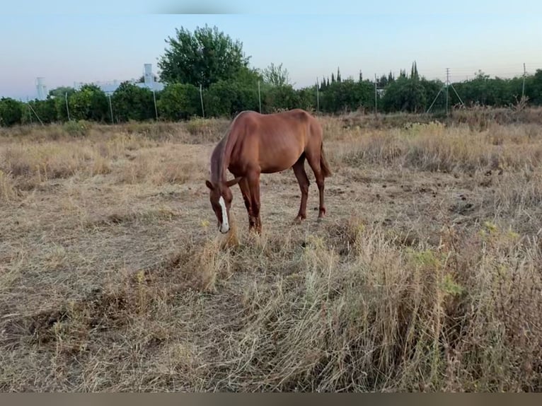 PRE Stute 3 Jahre 163 cm Fuchs in La AlgabaLa Algaba
