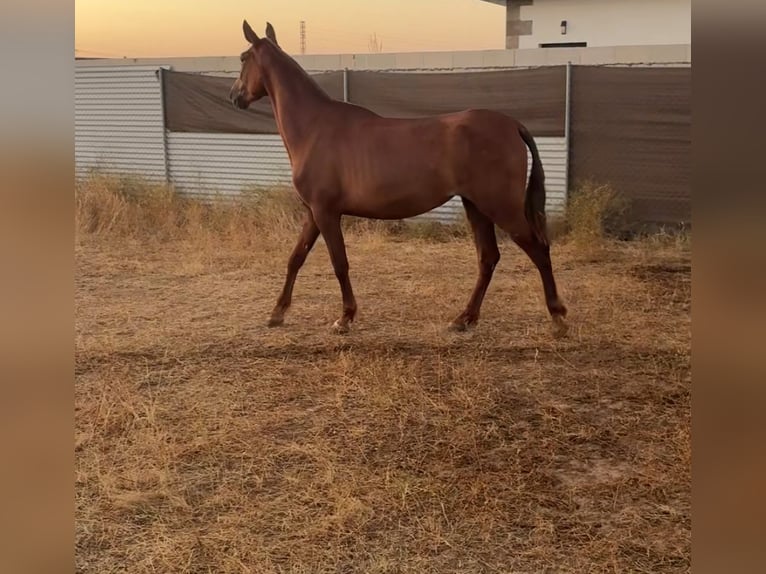 PRE Stute 3 Jahre 163 cm Fuchs in La AlgabaLa Algaba