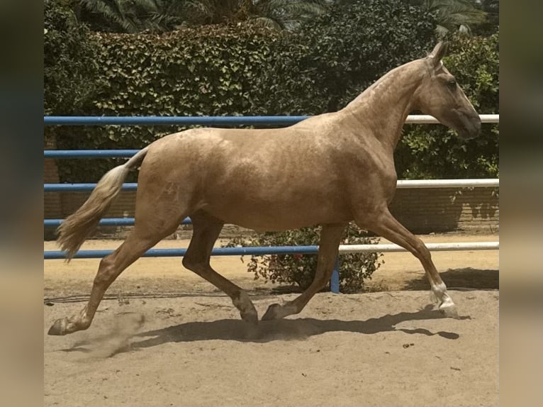 PRE Mix Stute 3 Jahre 163 cm Palomino in Fuentes De Andalucia