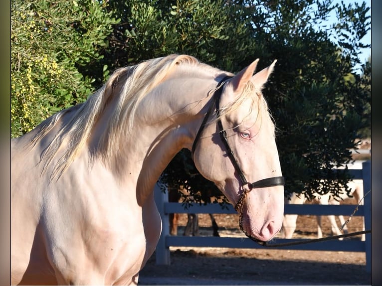 PRE Mix Stute 3 Jahre 163 cm Palomino in Vilanova I La Geltru