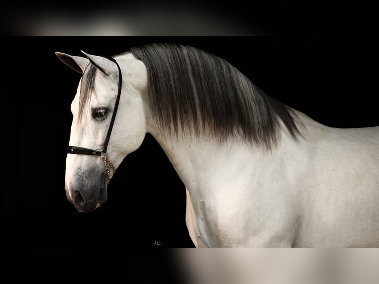 PRE Mix Stute 3 Jahre 163 cm Schimmel in Galaroza