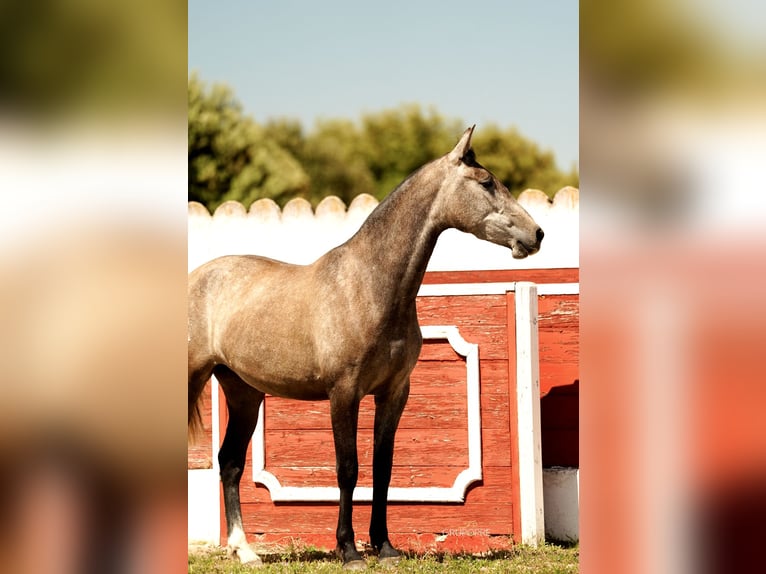 PRE Mix Stute 3 Jahre 163 cm Schimmel in Galaroza