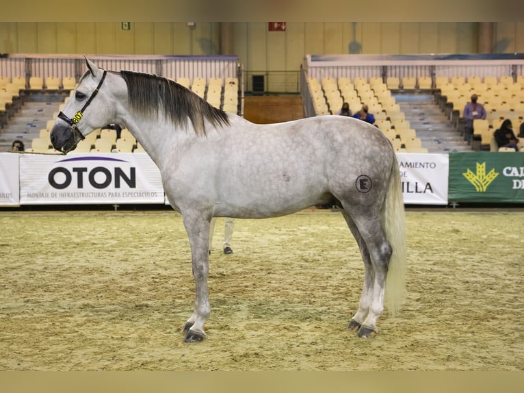 PRE Mix Stute 3 Jahre 163 cm Schimmel in Galaroza