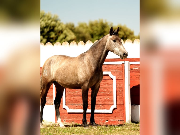 PRE Mix Stute 3 Jahre 163 cm Schimmel in Galaroza