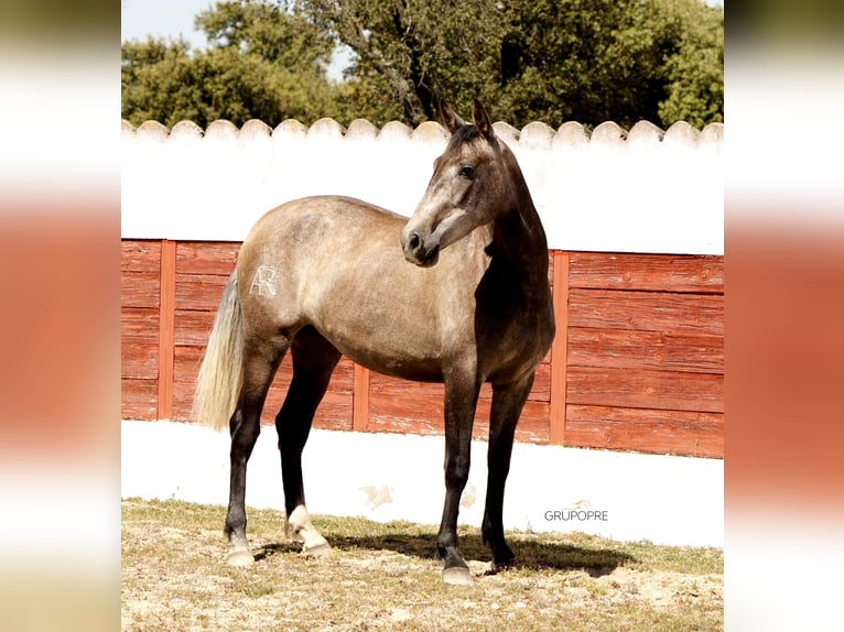 PRE Mix Stute 3 Jahre 163 cm Schimmel in Galaroza