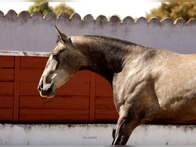 PRE Mix Stute 3 Jahre 163 cm Schimmel in Galaroza