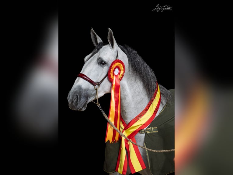 PRE Mix Stute 3 Jahre 163 cm Schimmel in Galaroza