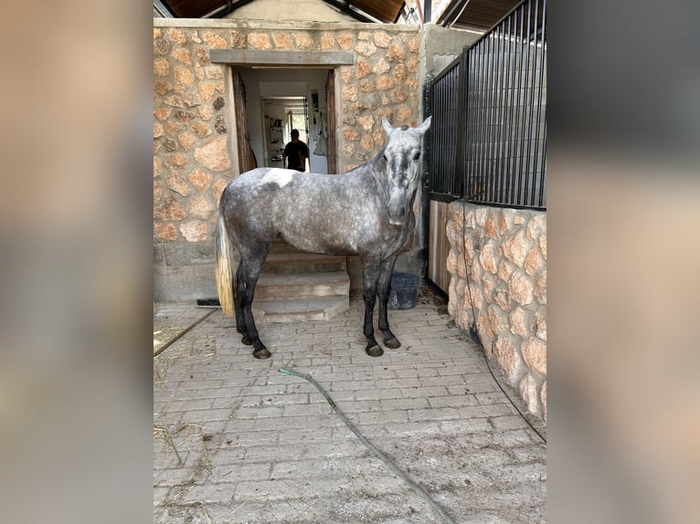 PRE Stute 3 Jahre 163 cm Schimmel in Jaen