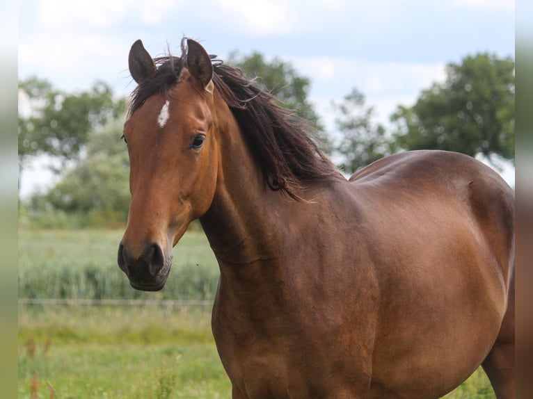 PRE Stute 3 Jahre 164 cm Brauner in Wremen