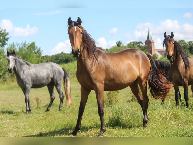 PRE Stute 3 Jahre 164 cm Brauner in Wremen