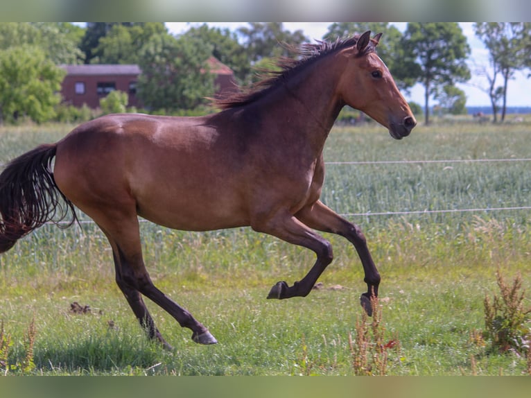 PRE Stute 3 Jahre 164 cm Brauner in Wremen