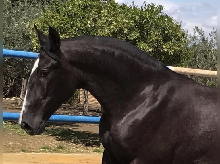 PRE Mix Stute 3 Jahre 164 cm Schimmel in Fuentes De Andalucia